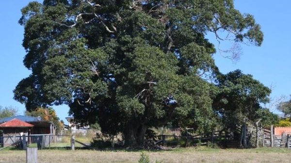 Life Through the Lens: A tree has many arms