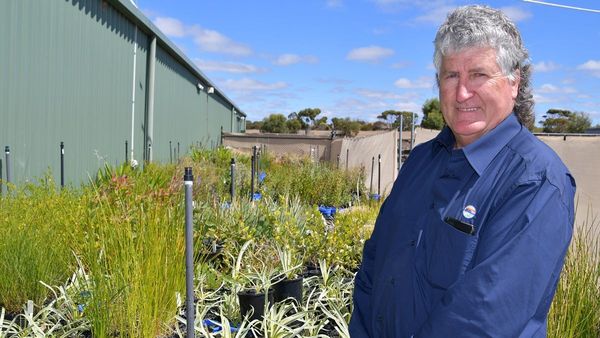 Native plant give-away begins in Murray Bridge