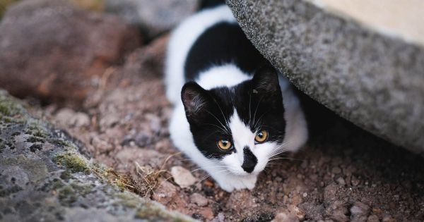Cats keep their freedom after curfew plan is defeated