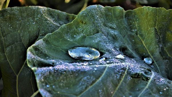 Life Through the Lens: As the dew falls