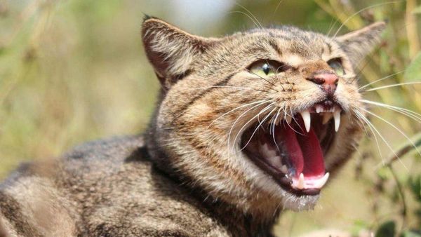 Lack of action on stray cats is 'embarrassing', councillor says
