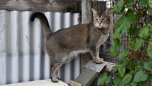 What can Murray Bridge do about its stray cat problem?