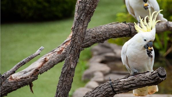 Life Through the Lens: Sharing like a cockatoo
