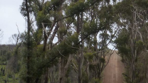 Life Through the Lens: Fuzzy trees