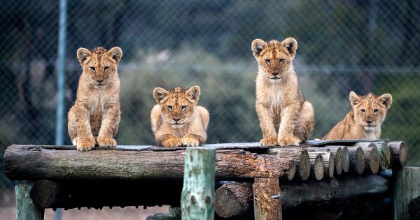 Monarto Safari Park reopens after three-month shutdown