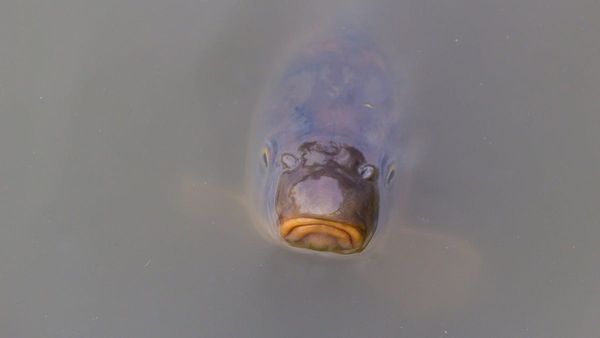 National Carp Control Plan is finished – now what happens?