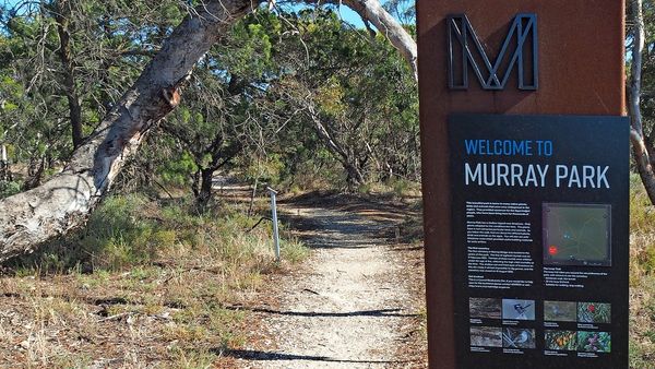 Walk of the month: Murray Park and Dorset Street Reserve, Murray Bridge