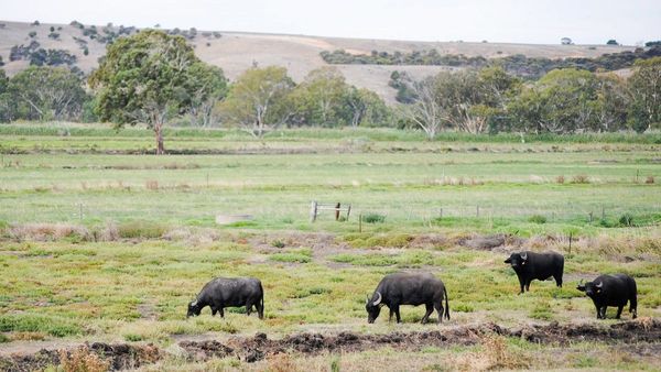 Vote for Mypolonga as South Australia’s agricultural town of the year
