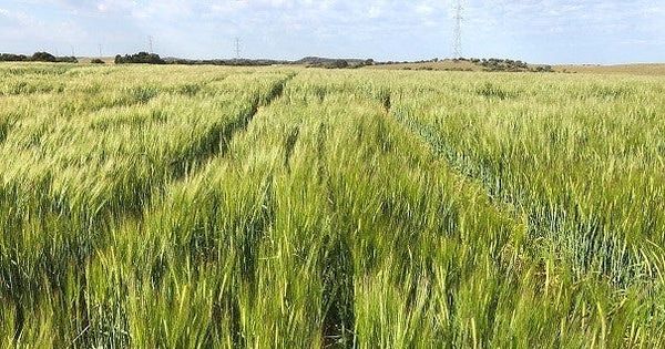 GM crops debate: Should they be allowed in the Murraylands?