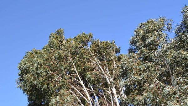 Life Through the Lens: Blowing in the wind