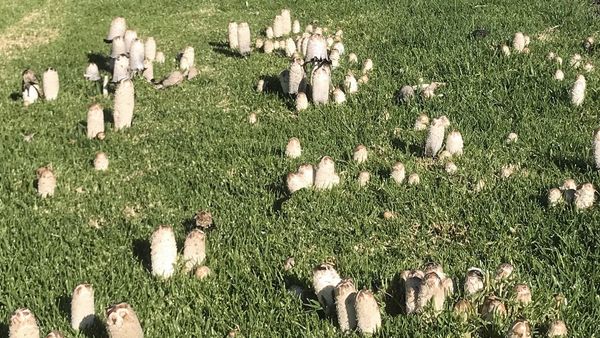 Life Through the Lens: Fairy village or gnome's graveyard?