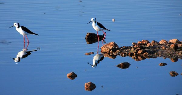 Walk of the month: Swanport Wetlands, Monteith