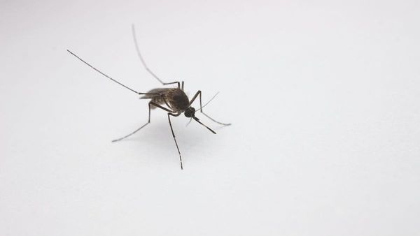 Japanese encephalitis detected at Murray Bridge and Coorong piggeries