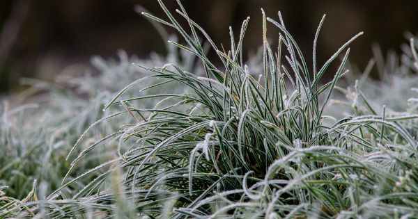 Coldest August morning on record makes Murray Bridge shiver