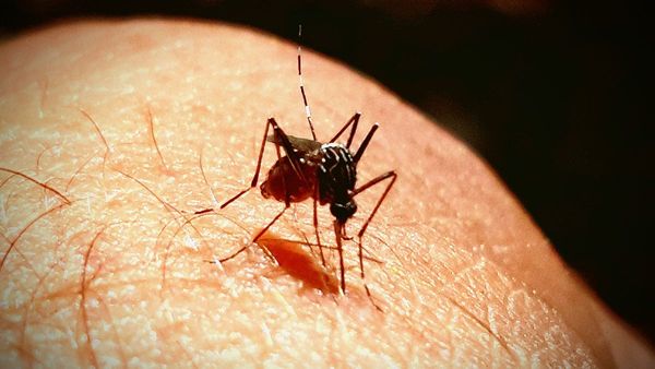 South Australian mosquitoes have Murray Valley encephalitis