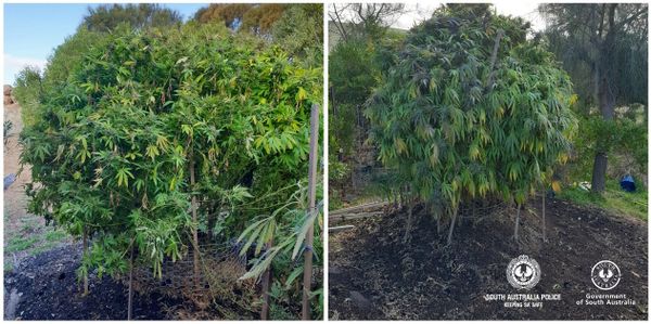 Cannabis bust made at Tungkillo