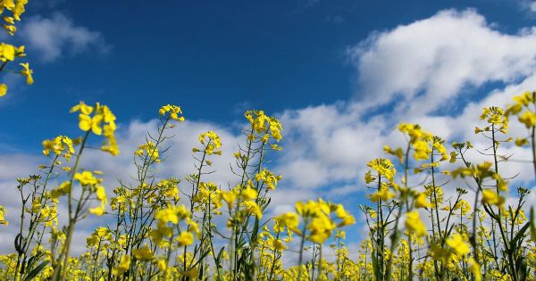 GM crops need further discussion 