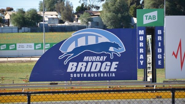 Greyhound racing industry given two years to clean up its act