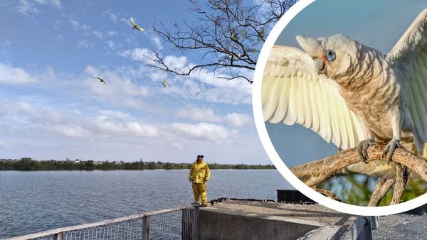Corellas versus Tailem Bend: Do they need culling, scaring or rescuing?