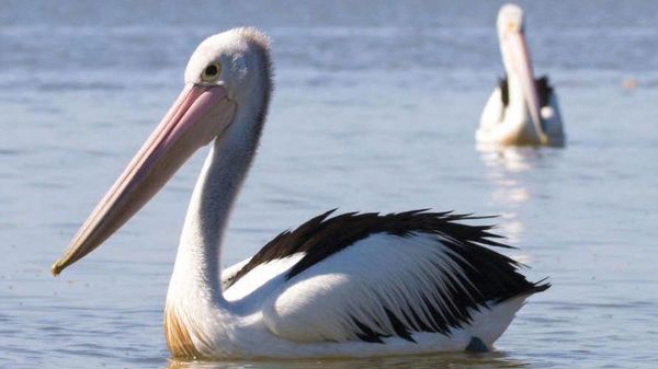 Coorong council plans 10 per cent rate increase