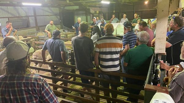 Tech talk – and Colrae Farms – dominate annual hogget competition at Callington