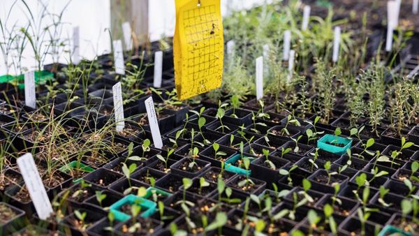 Free native plants to be given away to Murray Bridge residents
