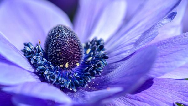 Purple poppies sculpture at Romani Aged Care will honour Australian war animals