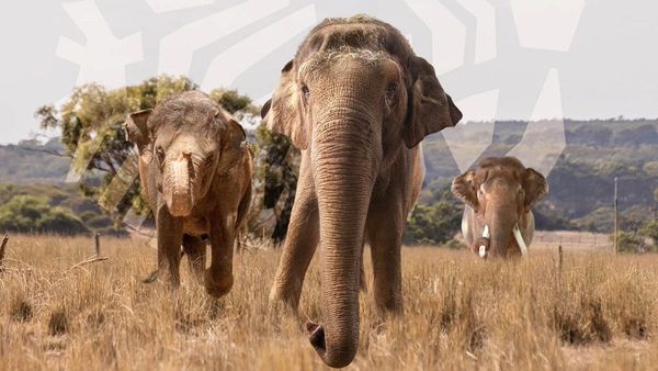 Elephants are coming to Monarto Safari Park