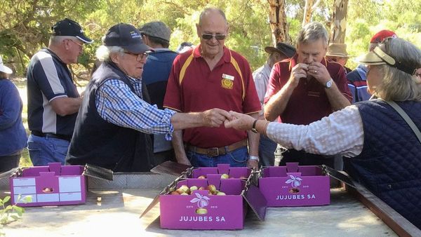 Jujubes: Auto collectors learn about an exotic fruit grown at Cambrai