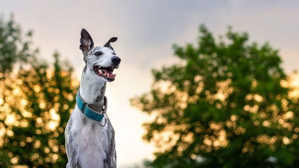 Greyhounds as Pets SA plans rehoming facility, vet clinic in Murray Bridge
