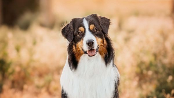 Murraylands photographer can make your dog a star