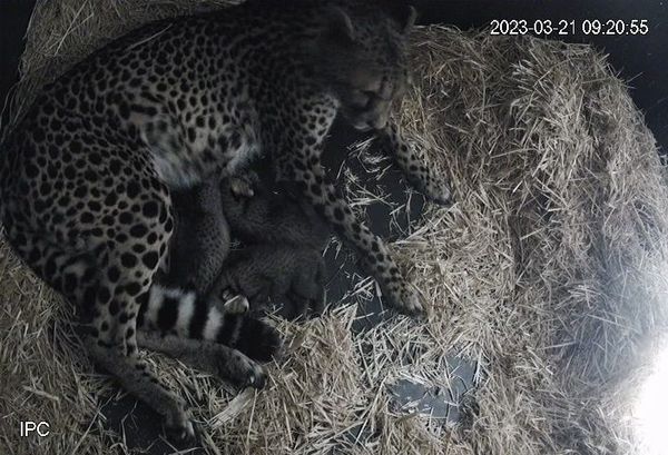 Monarto veterinary nurse outcheats a cheetah