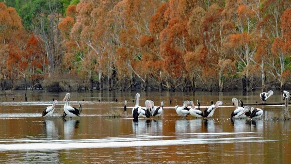 Walk of the Month: Casuarina Wetlands and surrounds, Murray Bridge