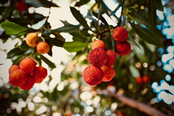 Ye shall know them by their fruits