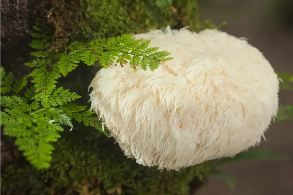 Does lion's mane really improve memory