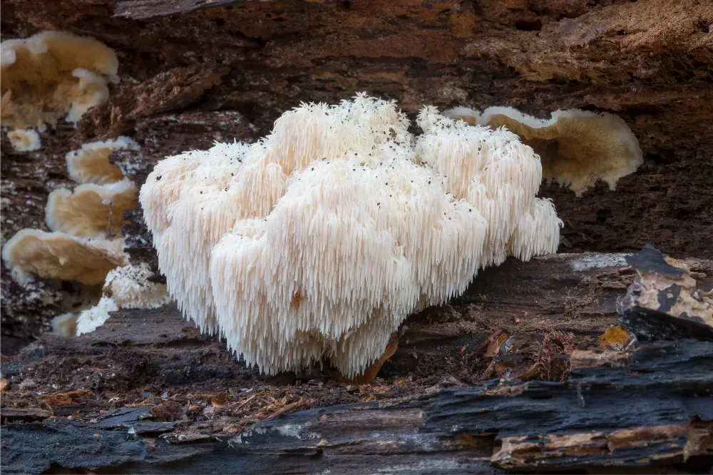 what is lion's mane side effects
