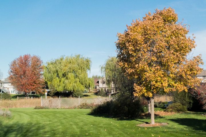 The Birdwatcher's Journal