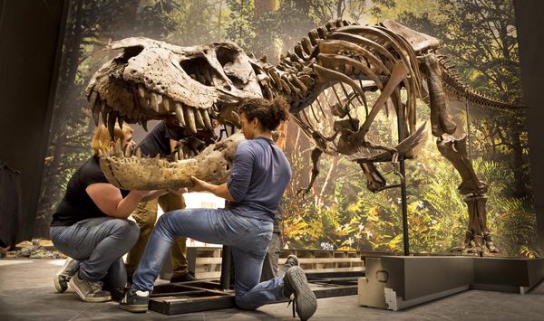 Beleef vernieuwd Naturalis mét de app