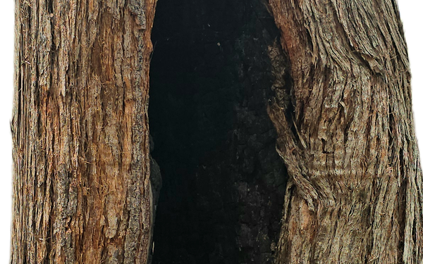 Burnt out tree trunk