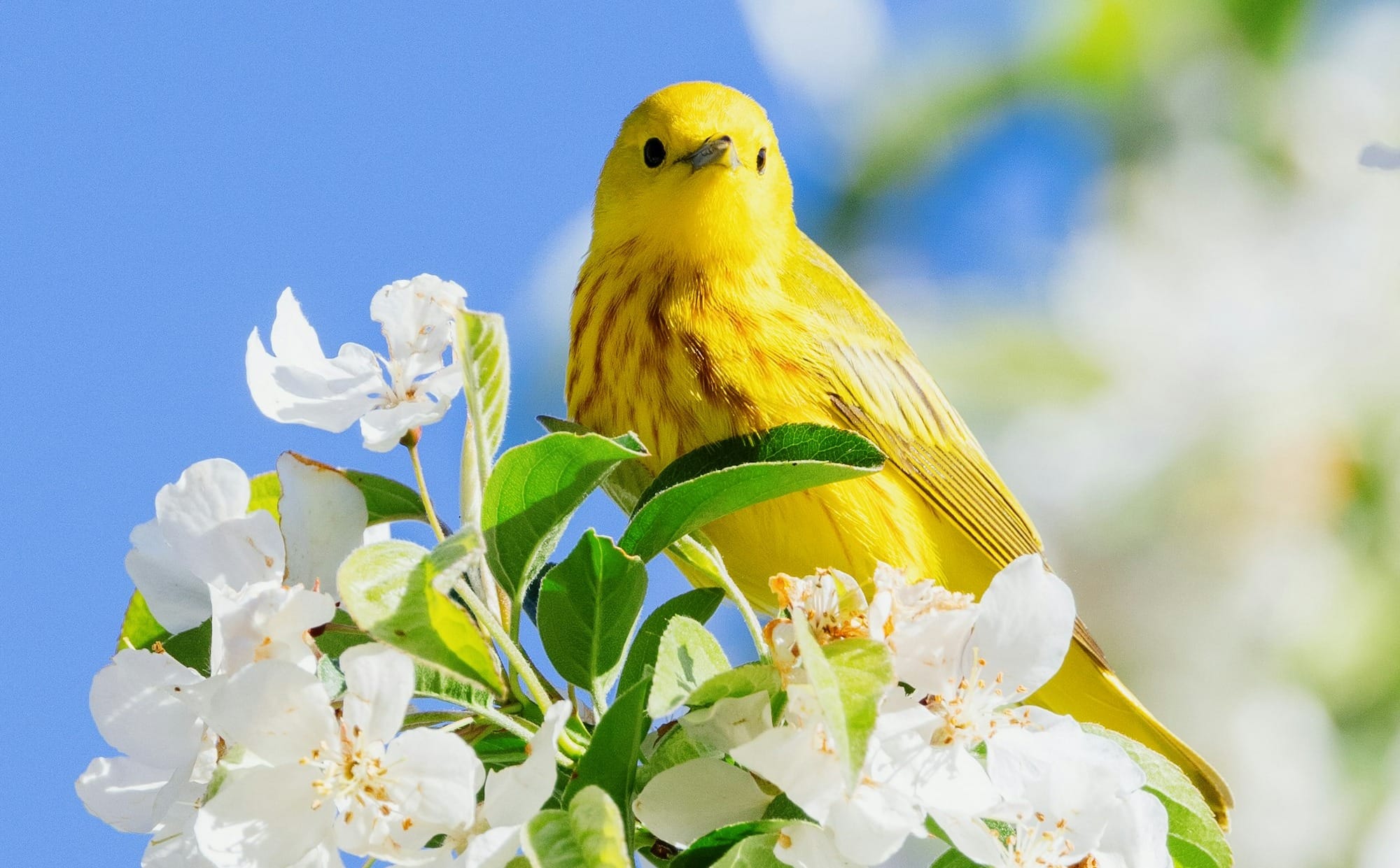 yellow bird perched on white flower