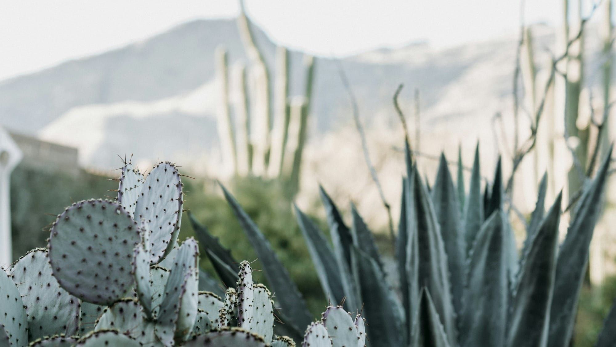 CACTUS Trial Journal Club