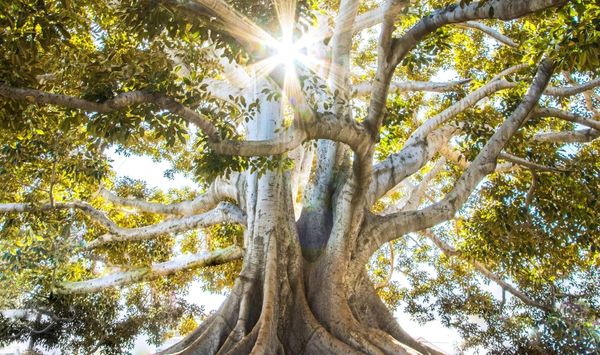 SOUL Trial Journal Club