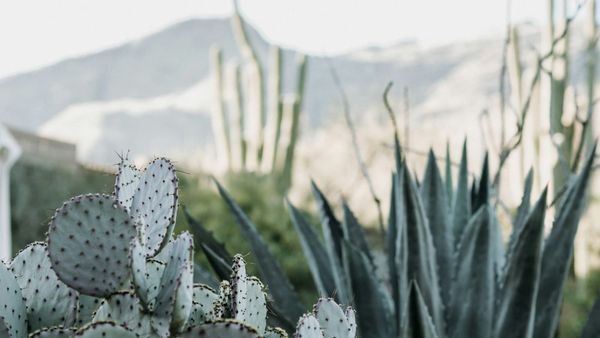 CACTUS Trial Journal Club