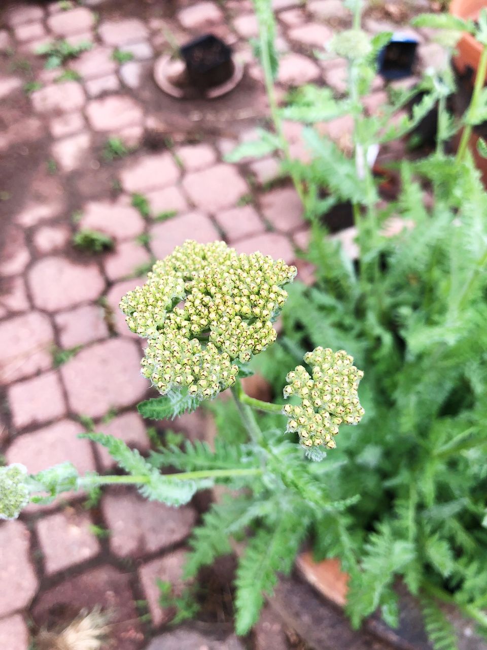 On the Verge of Bloom