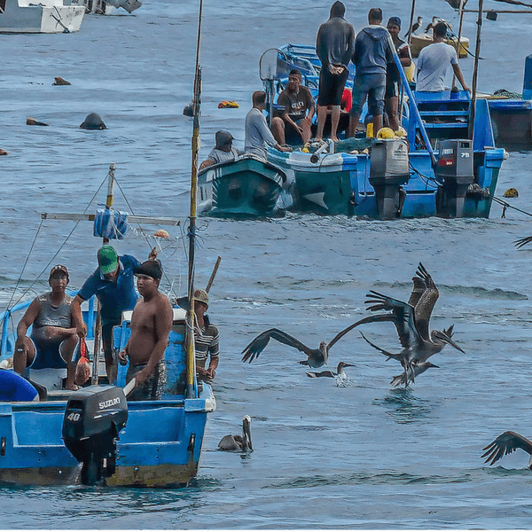 Ecuadorian fishers are see in boats with pelicans surrounding them