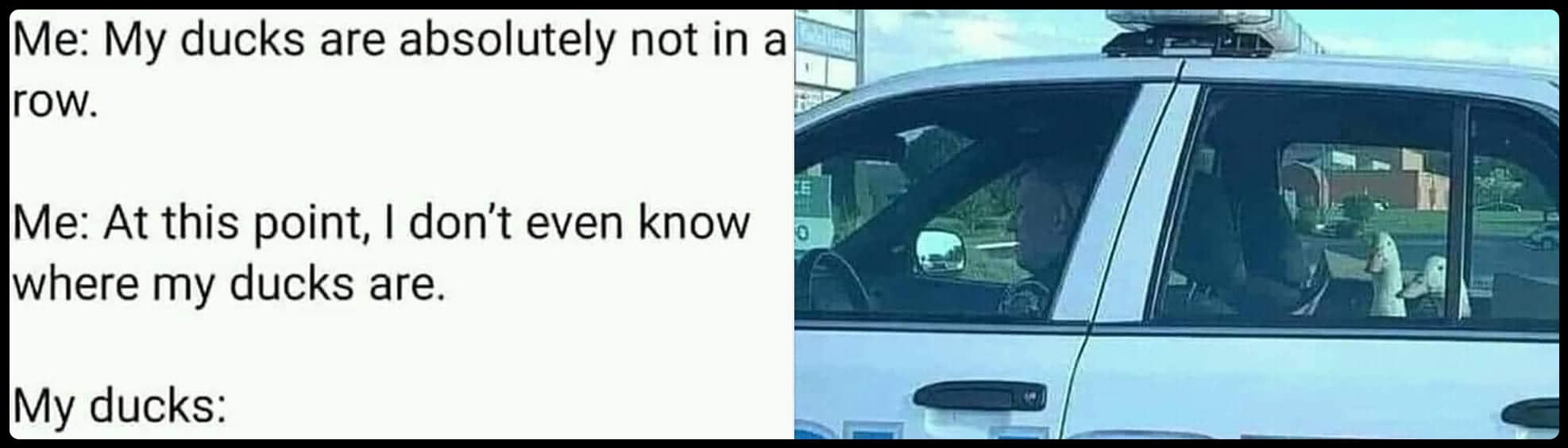 Me: my ducks are absolutely not in a row. Me: At this point I don't even know where my ducks are. My ducks: Image of two ducks in the back of a police cruiser.