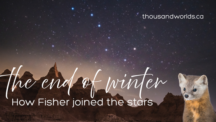 starry sky, big dipper visible. a small mammal like a marten in the bottom right. The end of winter: how fisher joined the stars.