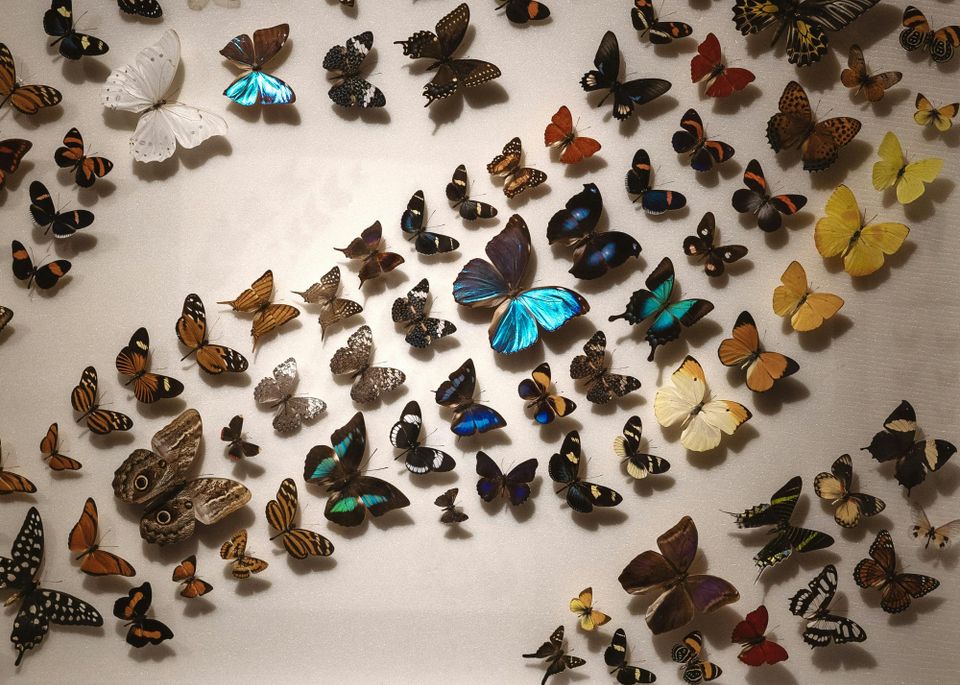 Past Lives (2023): The Ones Who Stay