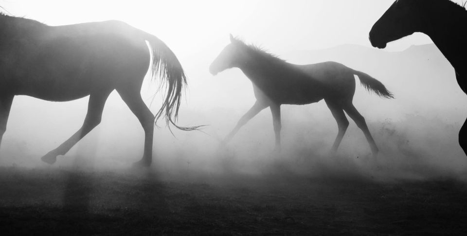 Death of a Unicorn — Horns, Holiness, and the Absurd