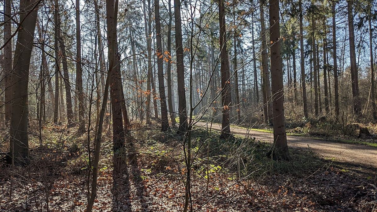 Ab April gilt wieder Leinenpflicht in Hannovers Wäldern